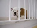 LLuna Bulldog Pequeña -1 LLuna Bulldog Pequeña -1