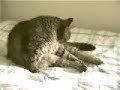 Peche the Cat - vogue