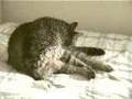Peche-the-Cat-vogue