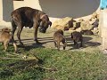 Chiot Boxer a 6 semaines