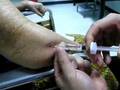 Viscosupplementation In Elbow Osteoarthritis Viscosupplementation In Elbow Osteoarthritis