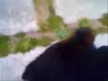 rottweiler attack