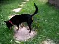 My Doggie Emmee