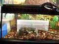 A-Monitor-Big-Lizard