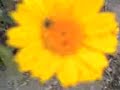 FLORES AMARELAS CAMPESTRES