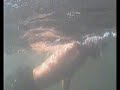 Acuatic shark attack Acuatic shark attack