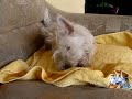 West Highland White Terrier