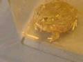 videos de Panzo the Pyxie Frog Eats a Hopper