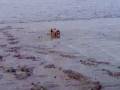 videos de Dogbook Movie: The Adventures of Seal Puppy