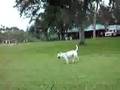 Bull Terrier Inglés video