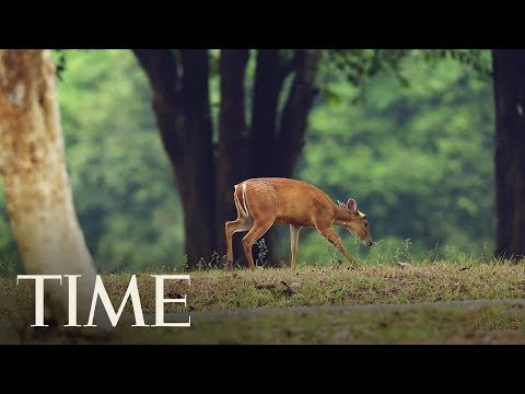 動画