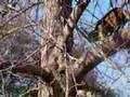 Suzy Climbs Down A Tree, 3CoolKats Ep. 45