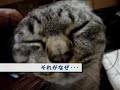 ????????????????????????????????cat