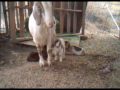 Agua-Luna teaches how to raise livestock