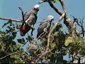 Pappagalli Cenerini al risveglio in Africa