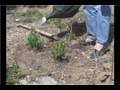Planting Salvia Sage : Watering Salvia Plants Planting Salvia Sage : Watering Salvia Plants