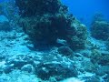 Cozumel shark and turtle