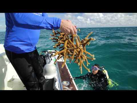how to replant corals