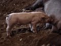 pigglet.