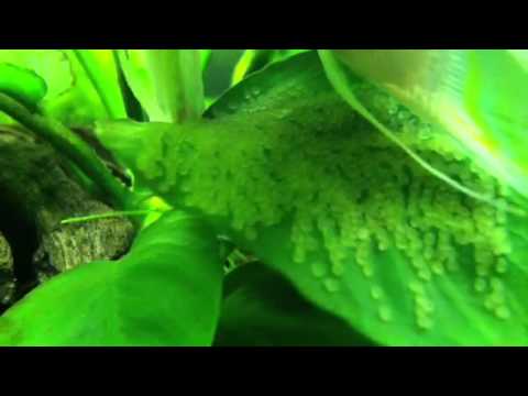 how to fertilize fish eggs