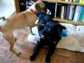 Giggles the Puggle