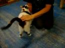 Thessie cat at SpayMart in Picayune Mississippi for adoption Thessie cat at SpayMart in Picayune Mississippi for adoption