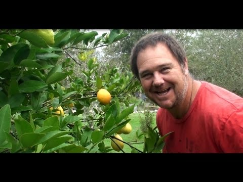 how to fertilize meyer lemon tree