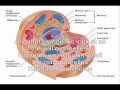 Cell Organelle Rap - Biology Song - Take a look at all the organelles