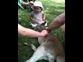 Mia pats a kangaroo