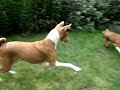 Mirtillo and Ayra playing 1 Mirtillo and Ayra playing 1