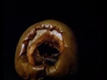 Piccolo video di riflessione sulla fugacità della vita collegata con la ricerca del proprio Io interiore, essere ciò che siamo veramente nel poco tempo che ci è concesso, senza reprimere i propri istinti irrazionali. Le immagini sono prese dal film 