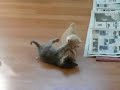 See Video