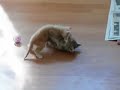 See Video