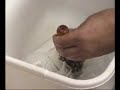 Fragging a Galaxea Coral Fragging a Galaxea Coral