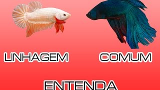 Curiosidade: Bettas comum X Bettas de linhagem