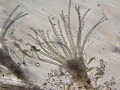 Hydroids Hydroids