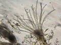 Hydroids
