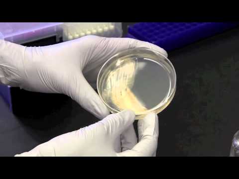 how to isolate bacteria from agar plate