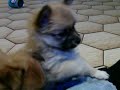 Pennys Pupies