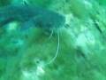 videos de sumec v krakowe