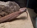 Western Diamond Back Rattlesnake Feeding
