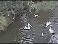 Pelican feeding time