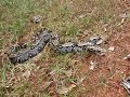 Boa constrictor de 250 centim�tres en Guyane.