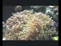 NEW TANK VIDEO!!! September 28, 2008