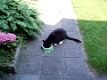 Poeki in Emmeloord