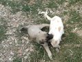 Kedi köpek oyunu