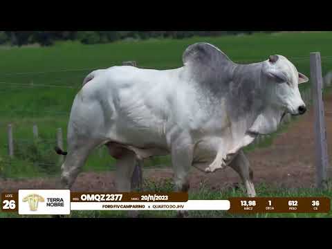 1� De Olho na Fazenda - Terra Nobre