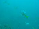 freedive purple cod