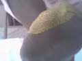 GOLD TOES -CLOSE UP