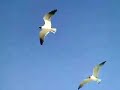 Bird Catcher
